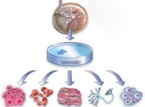 ��� 70 ����������� �� ������� ��� �������� ������