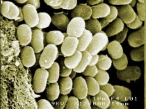 �������� �������� ������