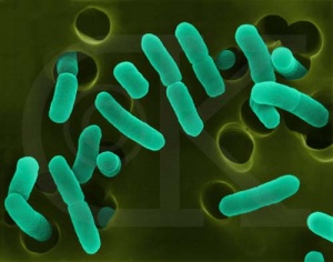 E.coli � � �����